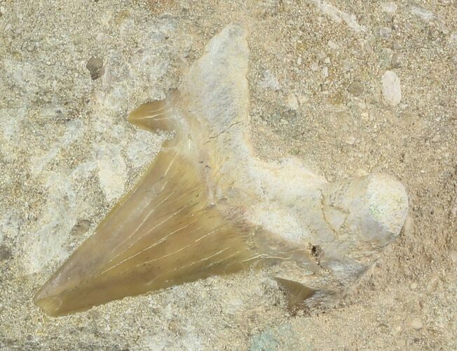 Otodus Shark Tooth Fossil In Rock - Eocene #47729